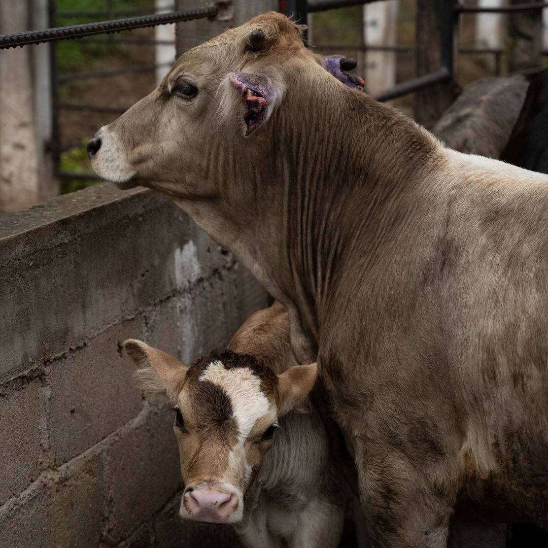 Las larvas se introducen en los tejidos vivos de los animales. Foto: Cuartobscuro